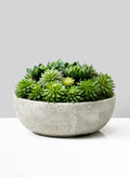 10in Diameter Echeveria Succulent Mix In Bowl Decor Jamali Garden