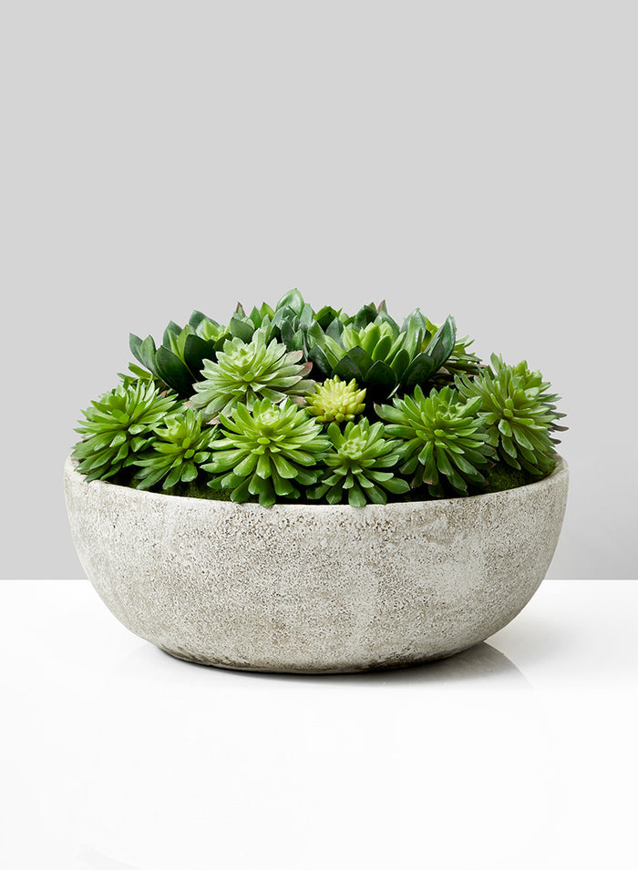 10in Diameter Echeveria Succulent Mix In Bowl Decor Jamali Garden