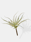10in Long Mini Tillandsia, Case of 12 Decor Jamali Garden