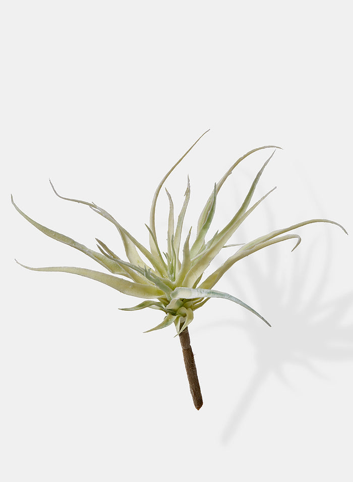 10in Long Mini Tillandsia, Case of 12 Decor Jamali Garden