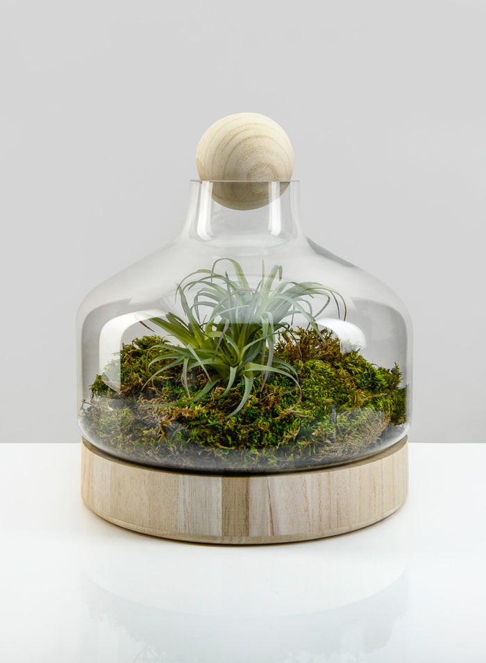 12in Tall Wide Copacabana Glass Terrarium, Large Decor Jamali Garden