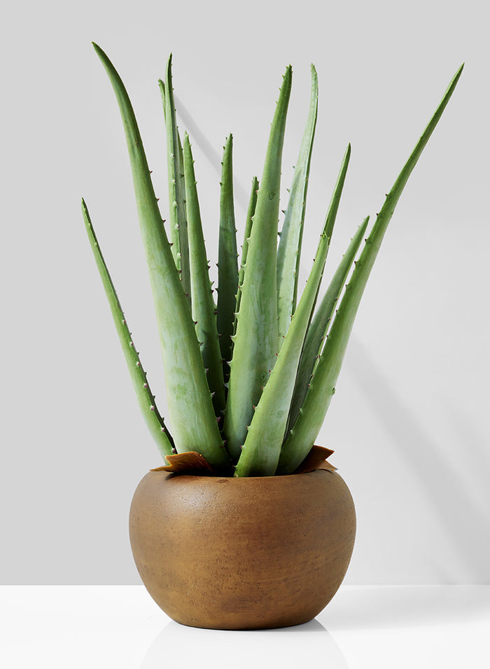 13.5in Tall Aloe In Brown Pot Decor Jamali Garden