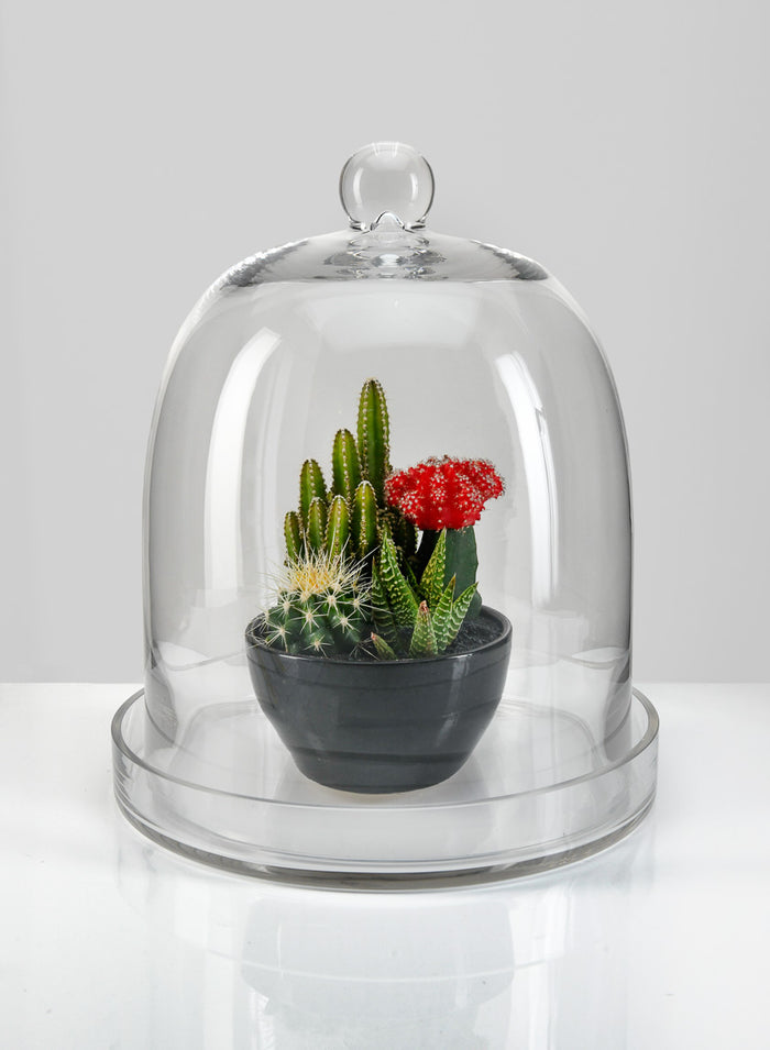 13.5in Tall Batiste Glass Cloche & Base Decor Jamali Garden