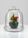 13.5in Tall Batiste Glass Cloche & Base Decor Jamali Garden