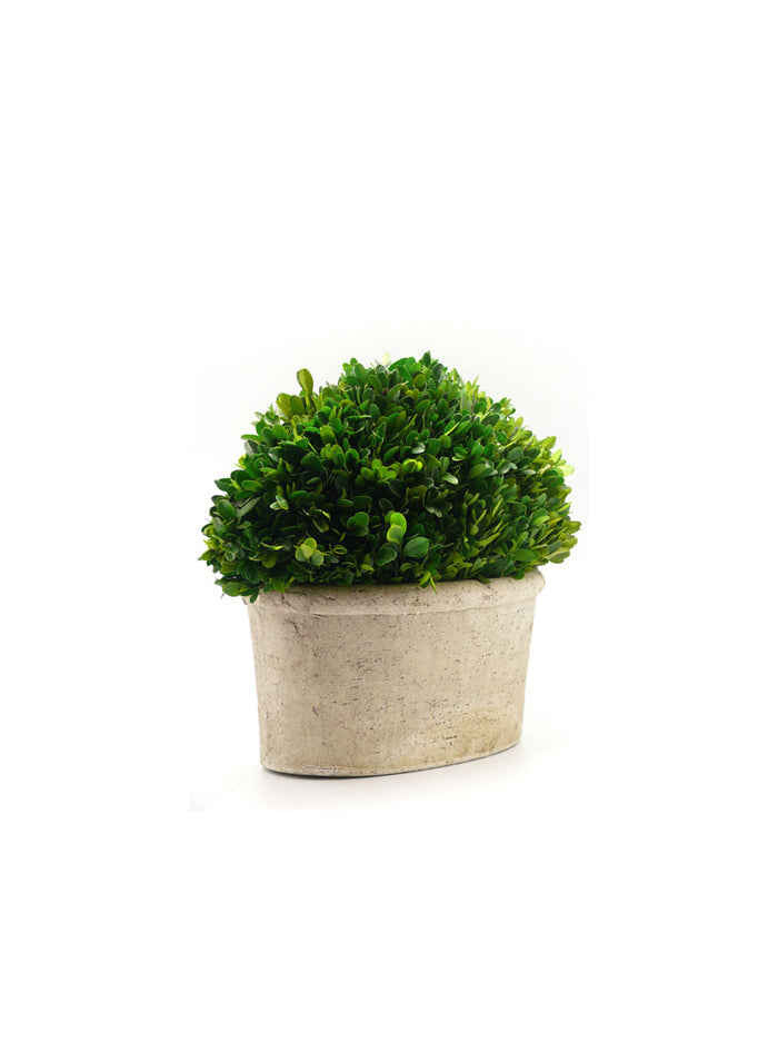 14in Long Preserved Boxwood Oval In Pot Decor Jamali Garden