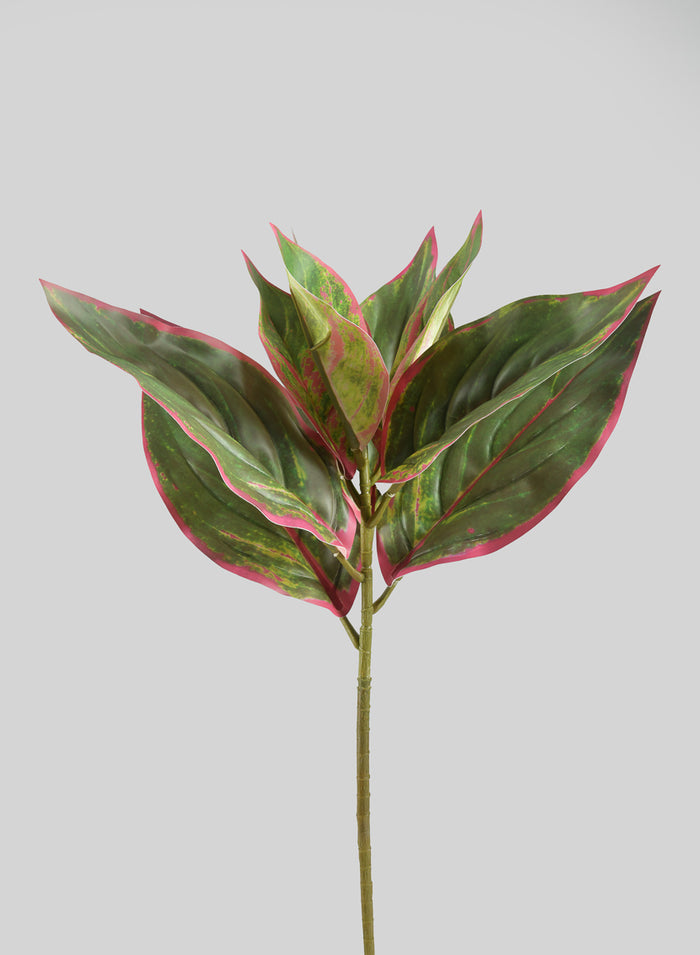 14in Long Reach Touch Red-Green Dieffenbachia Stem Pick, Case of 12 Decor Jamali Garden