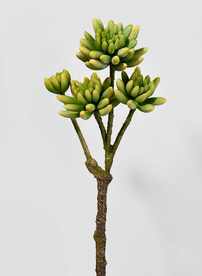 15in Long Finger Succulent Pick, Case of 6 Decor Jamali Garden