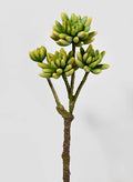 15in Long Finger Succulent Pick, Case of 6 Decor Jamali Garden