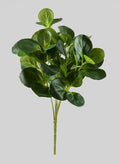 17in Long Green Peperomia Bush, Case of 12 Decor Jamali Garden