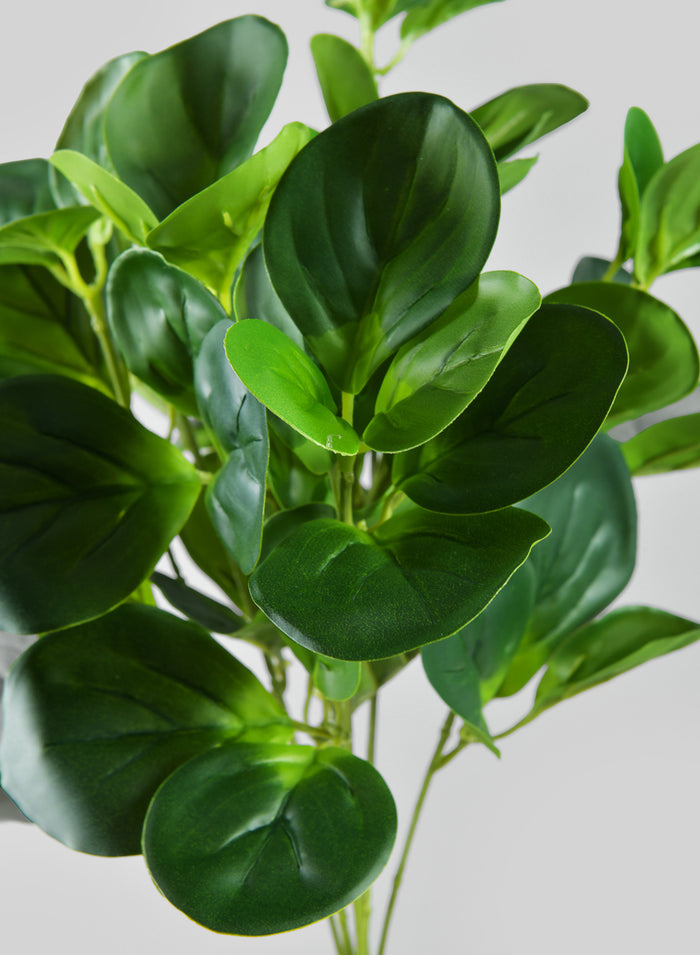 17in Long Green Peperomia Bush, Case of 12 Decor Jamali Garden