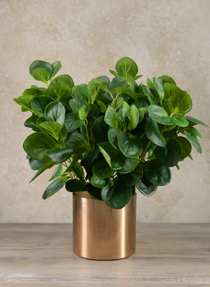 17in Long Green Peperomia Bush, Case of 12 Decor Jamali Garden