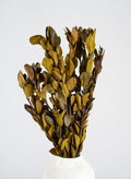 20in Long Dried Holly Branch Bundle Decor Jamali Garden