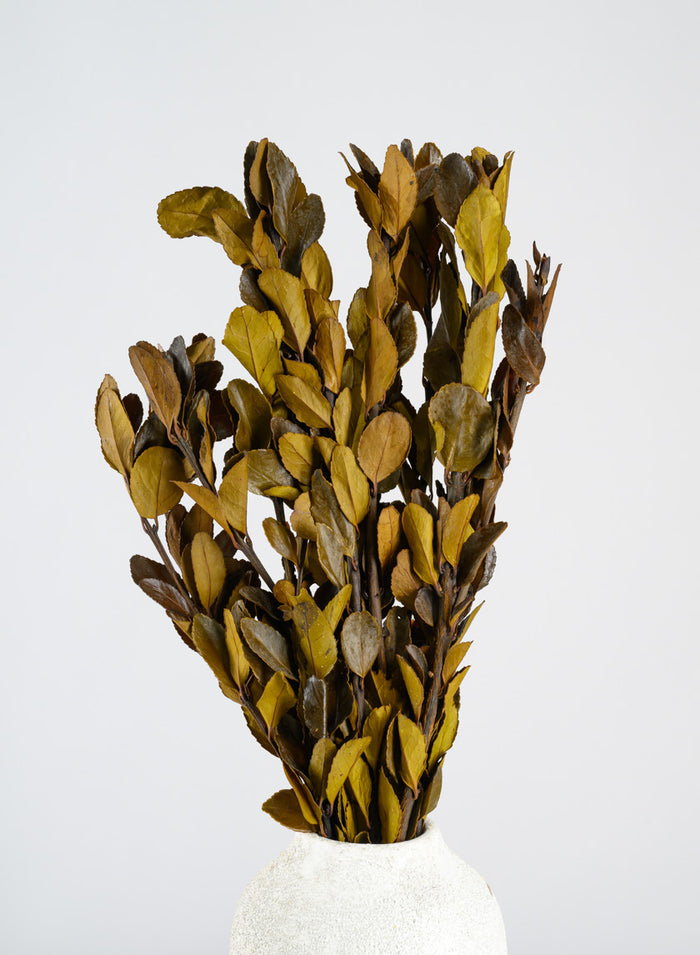 20in Long Dried Holly Branch Bundle Decor Jamali Garden