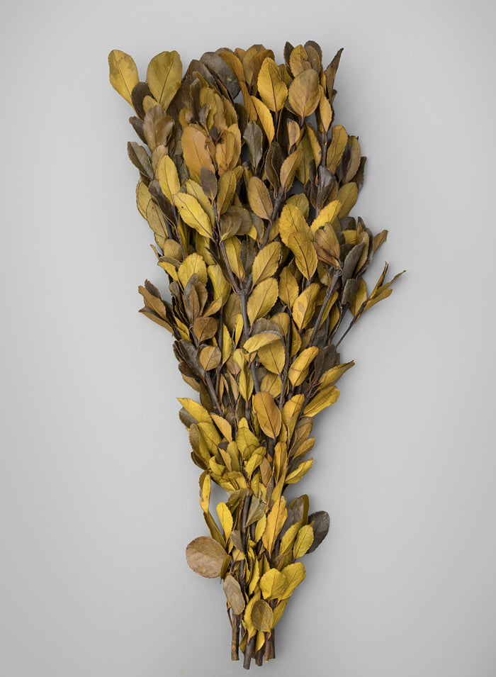 20in Long Dried Holly Branch Bundle Decor Jamali Garden