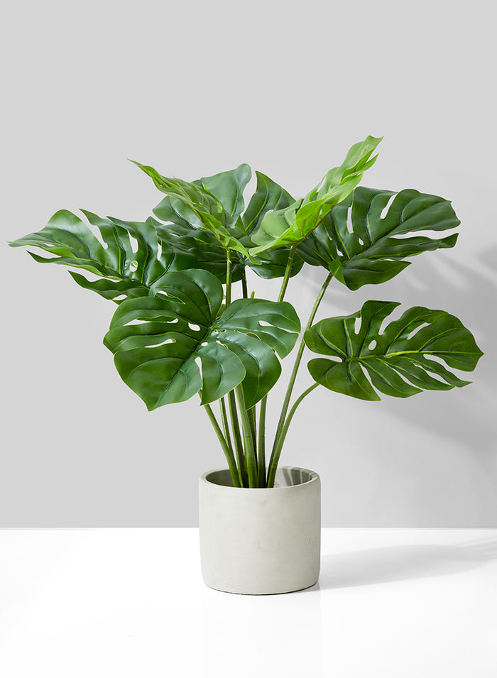 21in Long Monstera Plant In Cement Pot Decor Jamali Garden