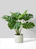 21in Long Monstera Plant In Cement Pot Decor Jamali Garden