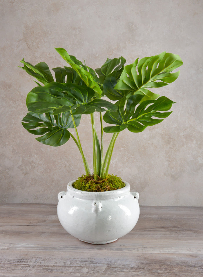 21in Long Monstera Plant In Cement Pot Decor Jamali Garden
