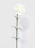 24in Long White Carnation, Case of 12 Decor Jamali Garden