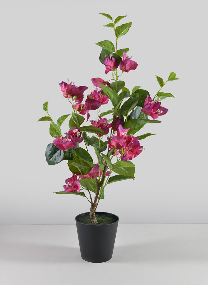 26in Long Blooming Red Bougainvillea In a Pot Decor Jamali Garden
