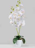 27in Tall White Phalaenopsis Orchid In Pot Decor Jamali Garden