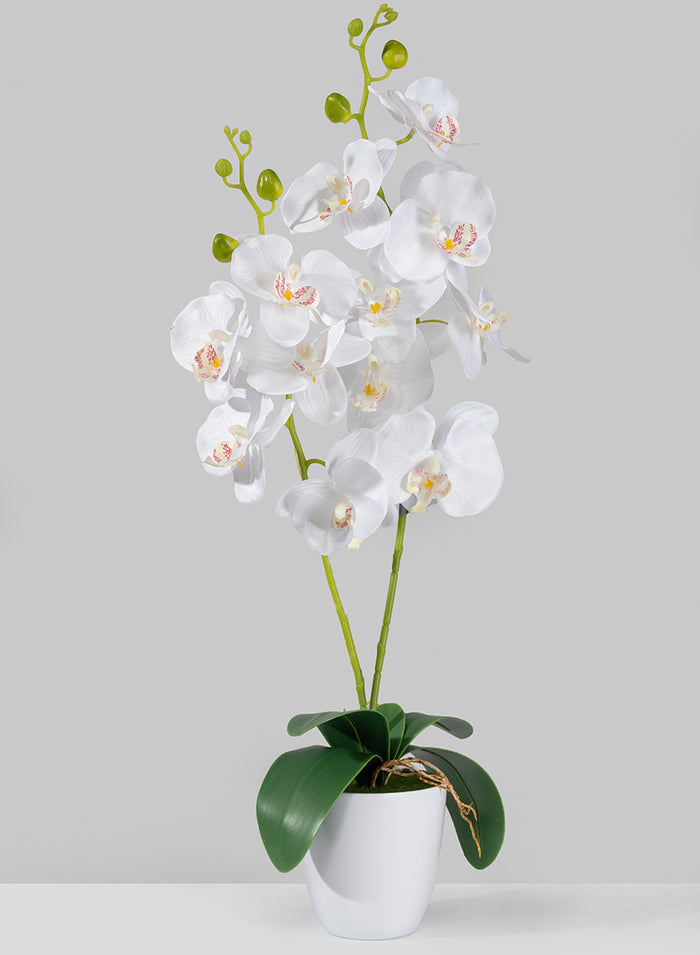 27in Tall White Phalaenopsis Orchid In Pot Decor Jamali Garden