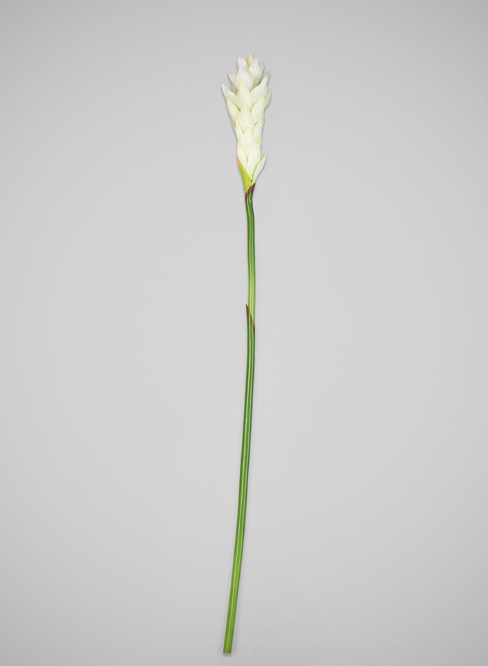 29in Long White Ginger Stem, Case of 12 Decor Jamali Garden