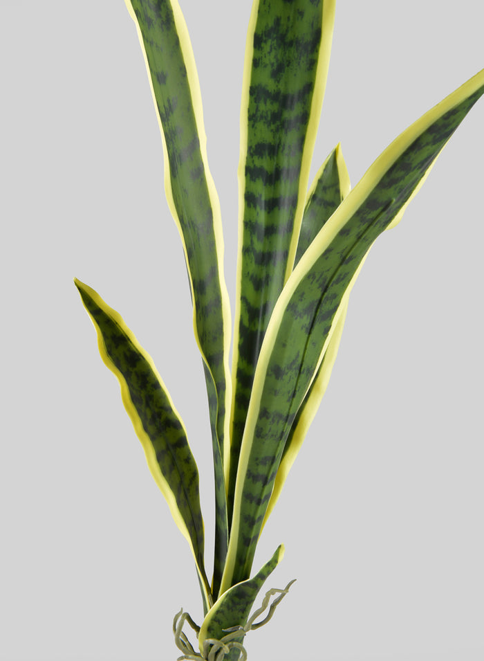 30in Long Real Touch Sansevieria Stem Pick, Case of 12 Decor Jamali Garden