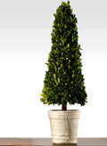 31 1/2in Boxwood Cone Topiary Decor Jamali Garden