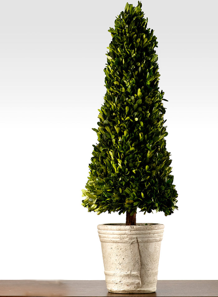 31 1/2in Boxwood Cone Topiary Decor Jamali Garden
