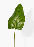 37in Long Beryl Leaf, Case of 12 Decor Jamali Garden