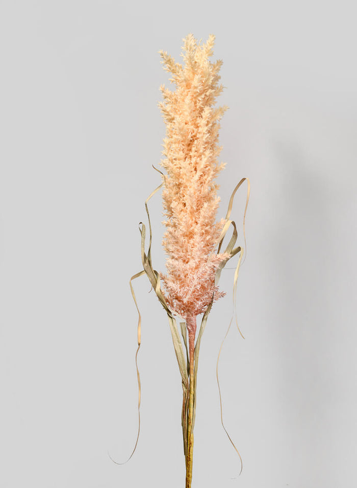 42in Long Beige Pampas Grass Reed, Case of 12 Decor Jamali Garden