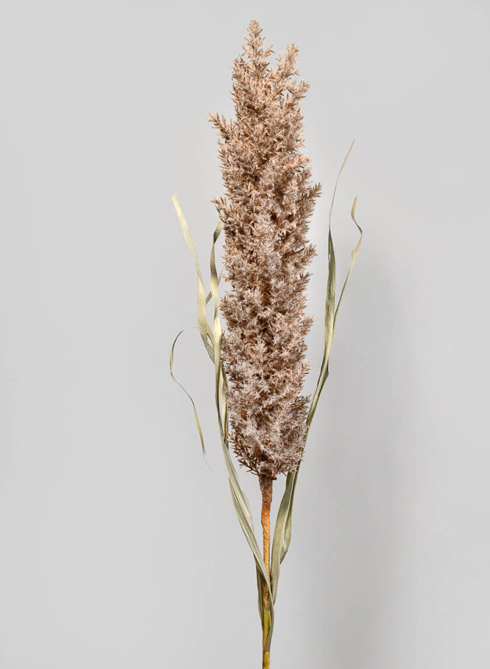 42in Natural Pampas Grass Reed, Case of 12 Decor Jamali Garden