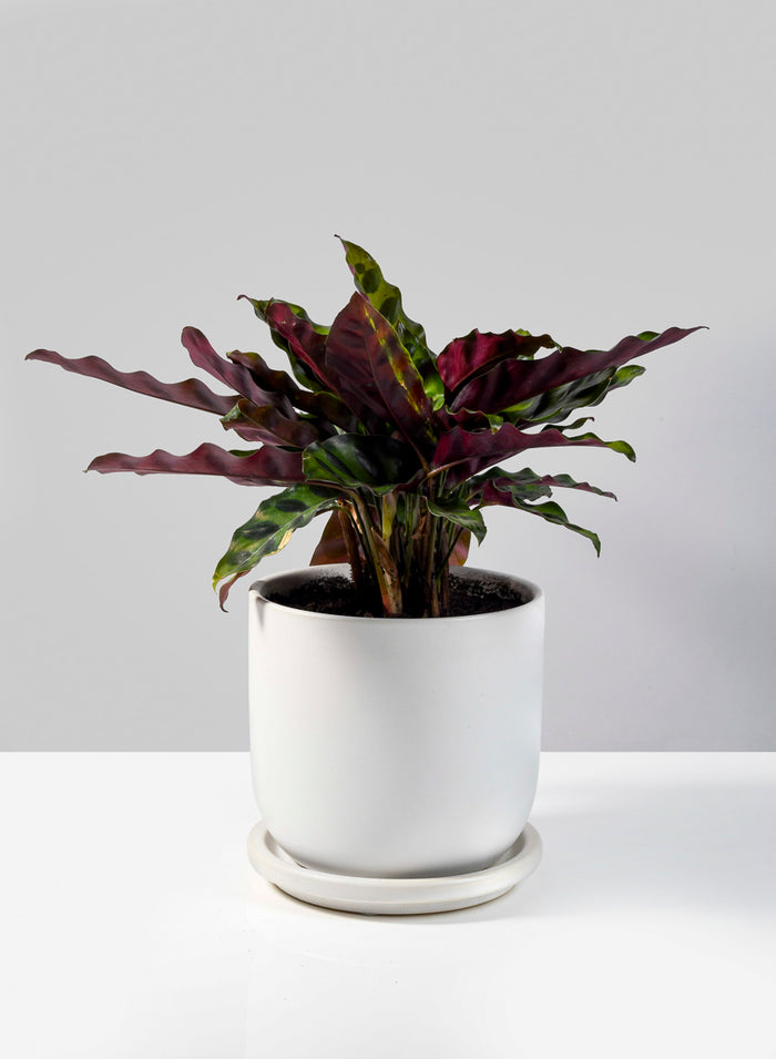 4.5in Tall Aeon Ceramic Pot & Saucer Decor Jamali Garden