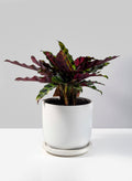 4.5in Tall Aeon Ceramic Pot & Saucer Decor Jamali Garden