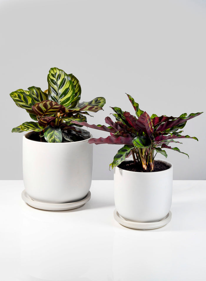 4.5in Tall Aeon Ceramic Pot & Saucer Decor Jamali Garden