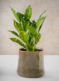 4.5in Tall Kolso Vintage Green Ceramic Cachepot Decor Jamali Garden
