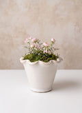 4in Tall Avignon White Ceramic Cachepot Decor Jamali Garden