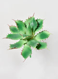 5 1/2in Long Star Cactus Pick, Case of 12 Decor Jamali Garden