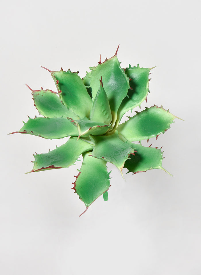 5 1/2in Long Star Cactus Pick, Case of 12 Decor Jamali Garden