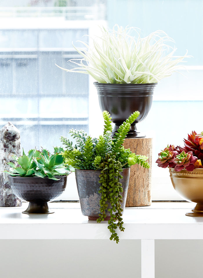 5 1/2in Long Star Cactus Pick, Case of 12 Decor Jamali Garden
