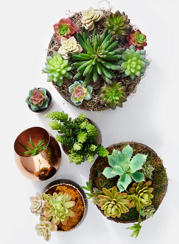 5 1/2in Long Star Cactus Pick, Case of 12 Decor Jamali Garden