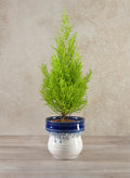 5.5in Tall Harami Running Blue Ceramic Pot Decor Jamali Garden