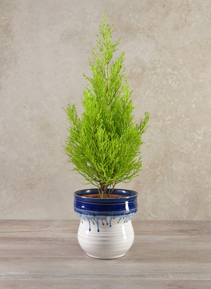 5.5in Tall Harami Running Blue Ceramic Pot Decor Jamali Garden