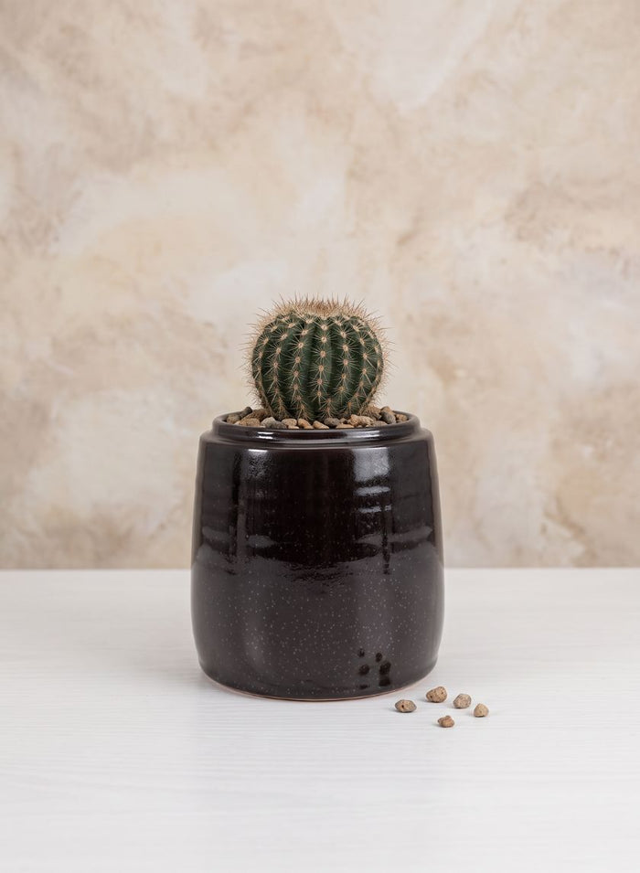 5.5in Tall Toulouse Black Ceramic Cachepot Decor Jamali Garden