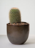 5.75in Wide Mashiko Aged Brown Ceramic Pot Decor Jamali Garden