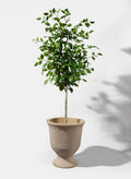 59in Tall Ficus Tree Decor Jamali Garden