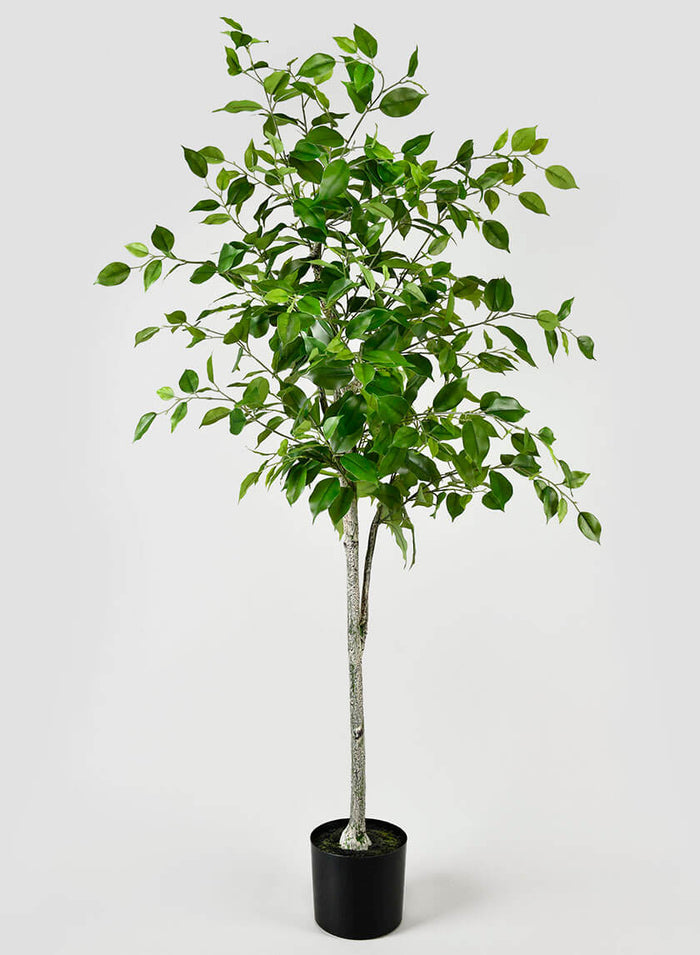 59in Tall Ficus Tree Decor Jamali Garden