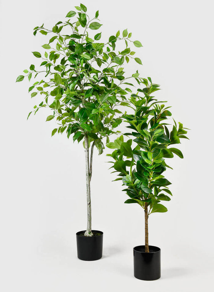 59in Tall Ficus Tree Decor Jamali Garden