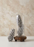 5in / 5.5in Long White-Washed Pinecones, Case of 3 Decor Jamali Garden