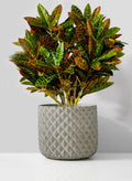 5in Tall Atelier Diamond Cement Cylinder Vase Decor Jamali Garden